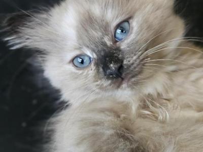 Right Eye - Ragdoll - Gallery Photo #1