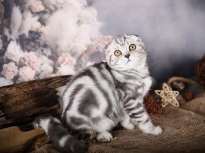 FREEDA - Scottish Fold - Gallery Photo #1