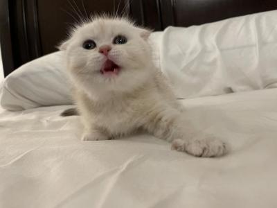 Gigglypuff - Scottish Fold - Gallery Photo #1