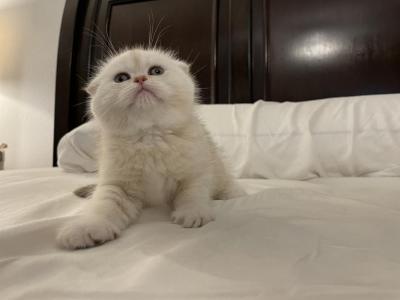 Chansey - Scottish Fold - Gallery Photo #1