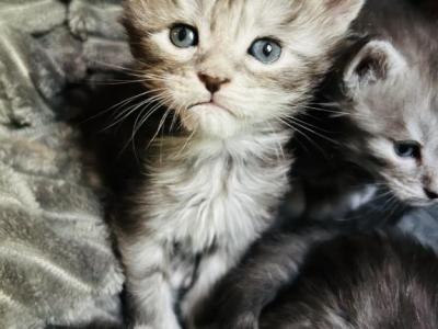 Purebred Maine Coon Kittens - Maine Coon - Gallery Photo #1