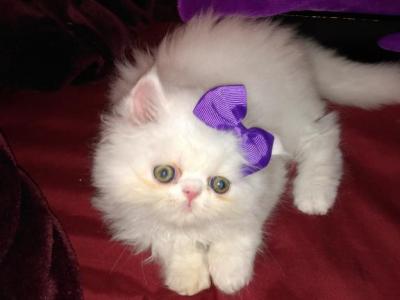 Lolly's And Caspers First Litter - Persian - Gallery Photo #1