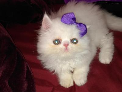 Lolly And Caspers First Litter - Persian - Gallery Photo #1