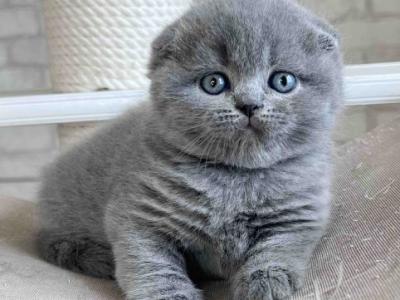 JASMINE - Scottish Fold - Gallery Photo #1