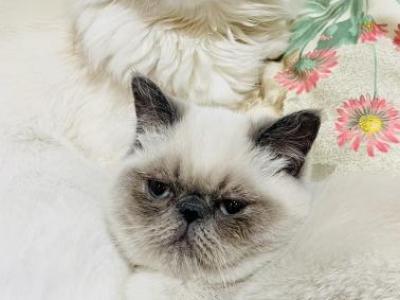 Fido And Fusa - Persian - Gallery Photo #1