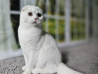 Noe - Scottish Fold - Gallery Photo #1