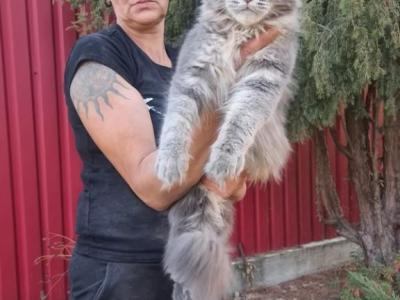 Gradys - Maine Coon - Gallery Photo #1