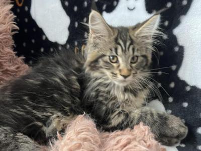 Female A - Maine Coon - Gallery Photo #1