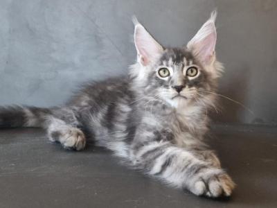 Consul - Maine Coon - Gallery Photo #1