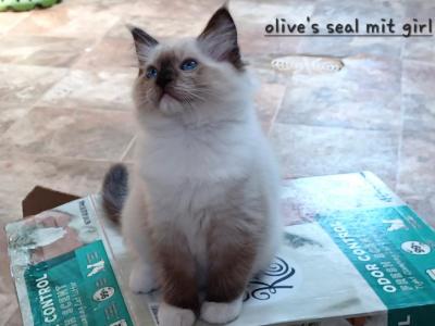 Olive's Seal Mitted Girl - Ragdoll - Gallery Photo #1