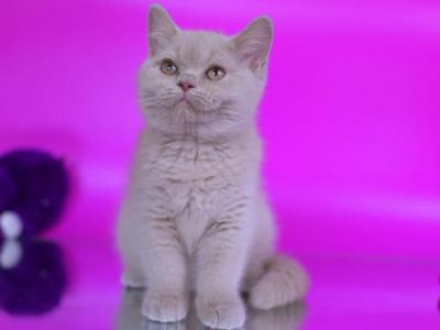 Amur - British Shorthair - Gallery Photo #1