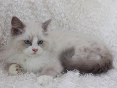 PawsoftheHeartland - Ragdoll - Gallery Photo #1