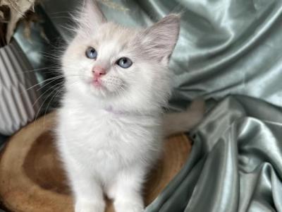 Milo Lilac - Ragdoll - Gallery Photo #1