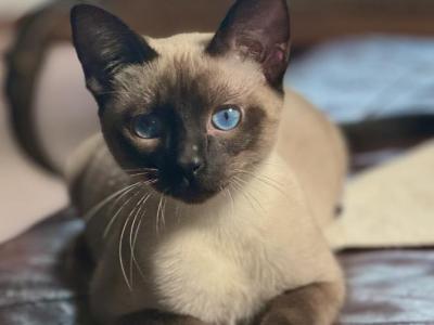 Male Siamese Kitten - Siamese - Gallery Photo #1