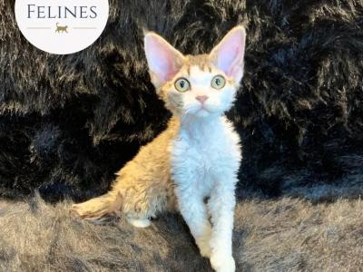 Misti - Devon Rex - Gallery Photo #1