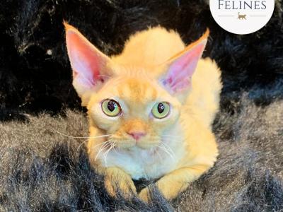 Orion - Devon Rex - Gallery Photo #1