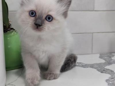 Daisy - Ragdoll - Gallery Photo #1