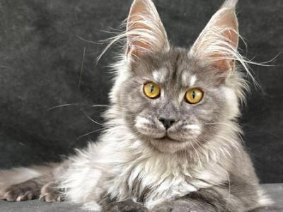 Valencia - Maine Coon - Gallery Photo #1