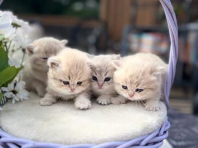 Girls And Boys - British Shorthair - Gallery Photo #1