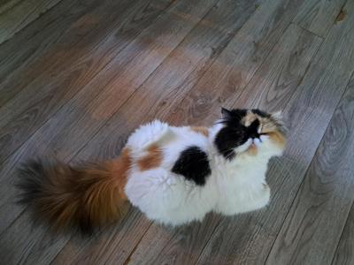 Cfa 1 Yr Calico - Persian - Gallery Photo #1