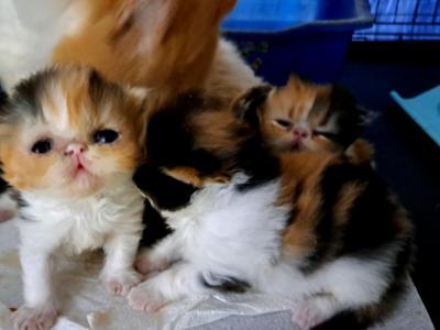 Cfa Calico Kittens - Persian - Gallery Photo #1