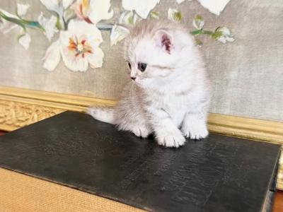 LUXURY BRITISH SHORTHAIR KITTENS GIRL - British Shorthair - Gallery Photo #1