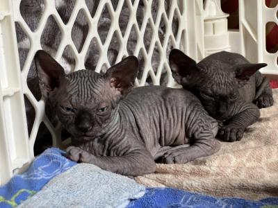 Sphynx Kitten - Sphynx - Gallery Photo #1