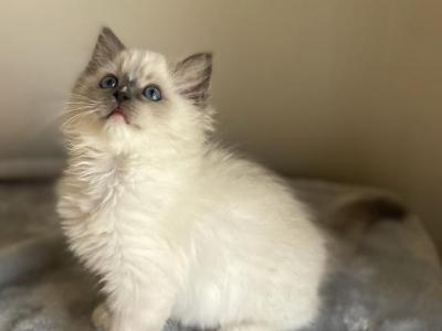 Cora - Ragdoll - Gallery Photo #1