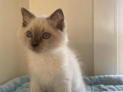 Beau - Ragdoll - Gallery Photo #1