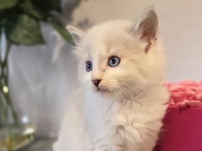 Bueatiful Ragdoll Boy - Ragdoll - Gallery Photo #1