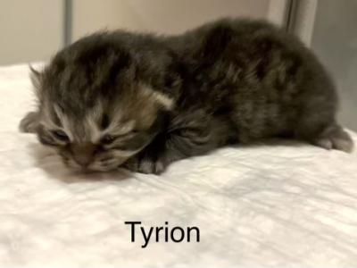 Tyrion - Persian - Gallery Photo #1