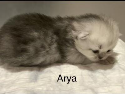 Arya - Persian - Gallery Photo #1