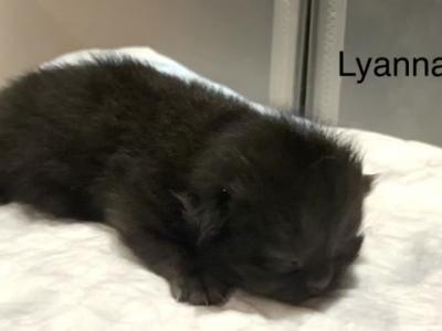 Lyanna - Persian - Gallery Photo #1