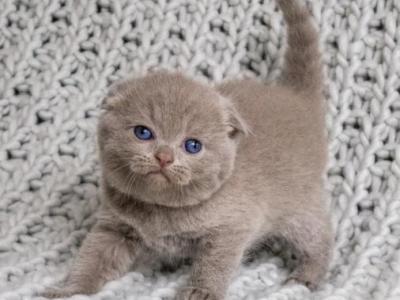 Rocky - Scottish Fold - Gallery Photo #1