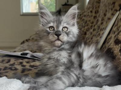 Adorable Pink Collar Black Smoke Maine Coon Girl - Maine Coon - Gallery Photo #1