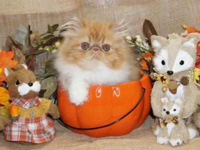 Top Quality Purebred Persian For Pet Ready Now - Persian - Gallery Photo #1