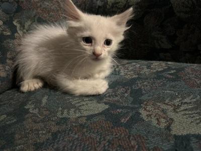 Snowball - Polydactyl - Gallery Photo #1