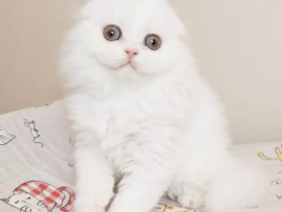 Bonus Scottish - Scottish Fold - Gallery Photo #1