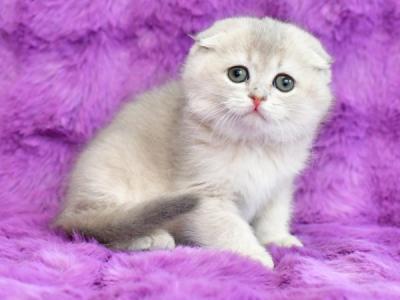 Raya Scottish - Scottish Fold - Gallery Photo #1