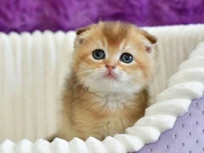 Rafik Scottish - Scottish Fold - Gallery Photo #1