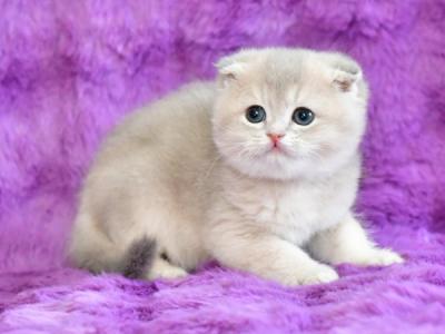 Rusik Scottish - Scottish Fold - Gallery Photo #1