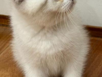 Sterling - Scottish Fold - Gallery Photo #1