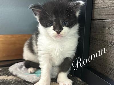 Rowan - Maine Coon - Gallery Photo #1