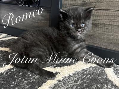 Romeo - Maine Coon - Gallery Photo #1