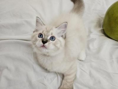 BrownTigger - Ragdoll - Gallery Photo #1