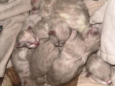 Bunny Litter - Ragdoll - Gallery Photo #1