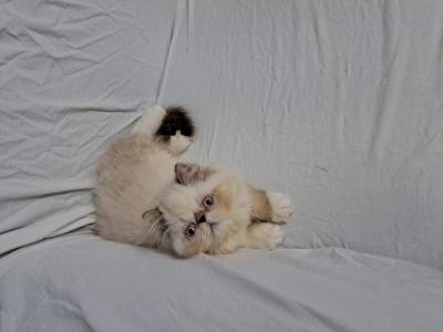 Chocolate Lynx Point And White Female Kitten - Persian - Gallery Photo #1