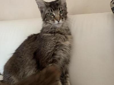 Michael - Maine Coon - Gallery Photo #1