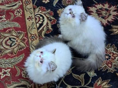 Chocolate Lynx Point And White Male & Female - Persian - Gallery Photo #1