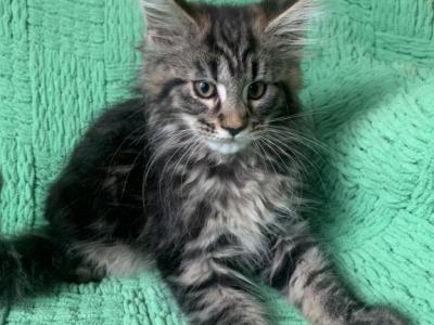 Female A - Maine Coon - Gallery Photo #1